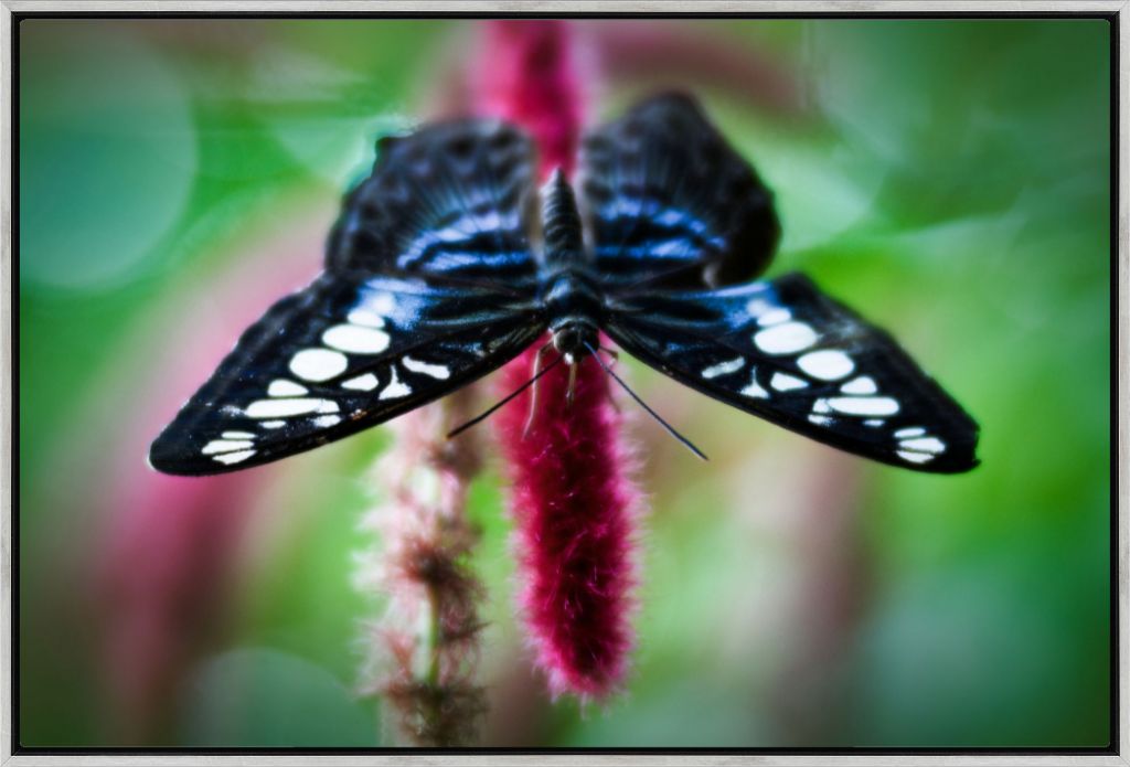Butterfly No. 01