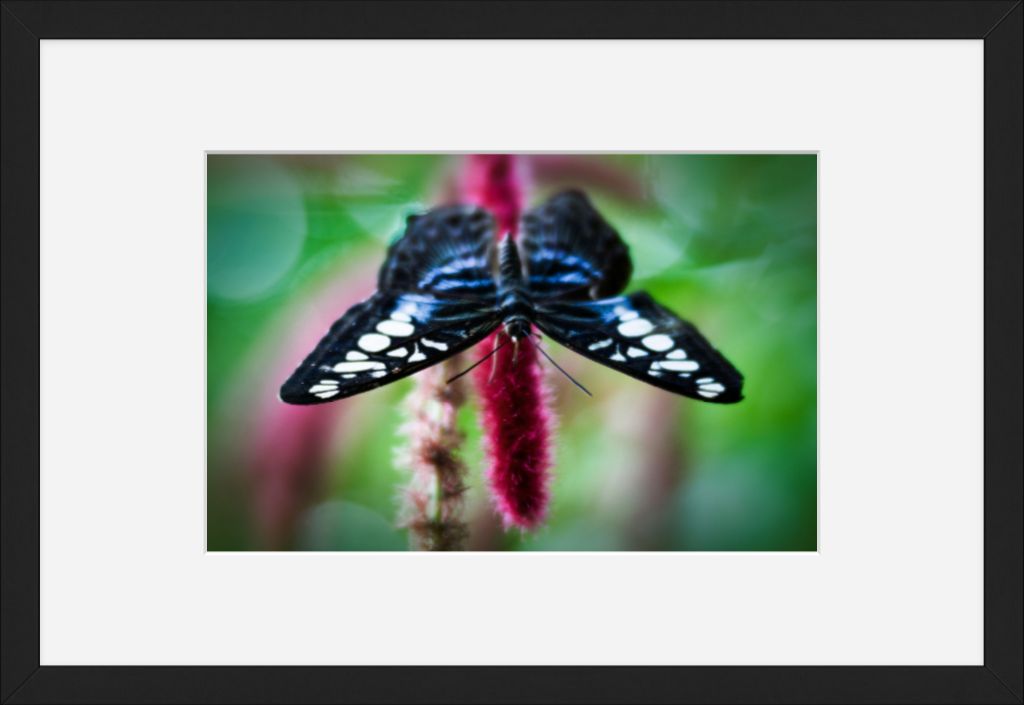 Butterfly No. 01