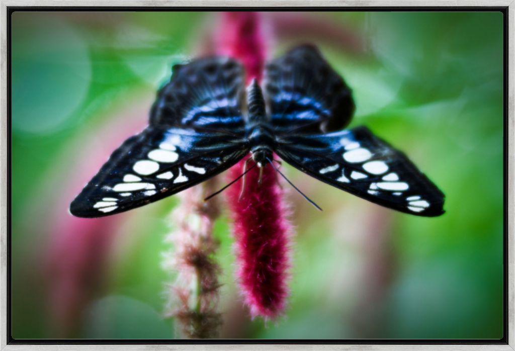 Butterfly No. 01