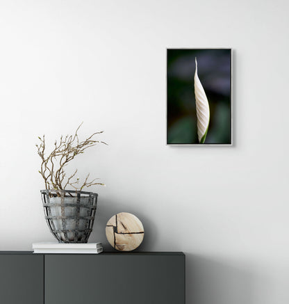 Peace Lily No. 01