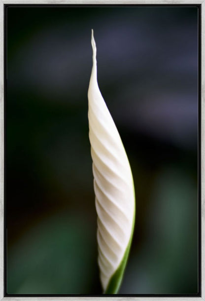 Peace Lily No. 01