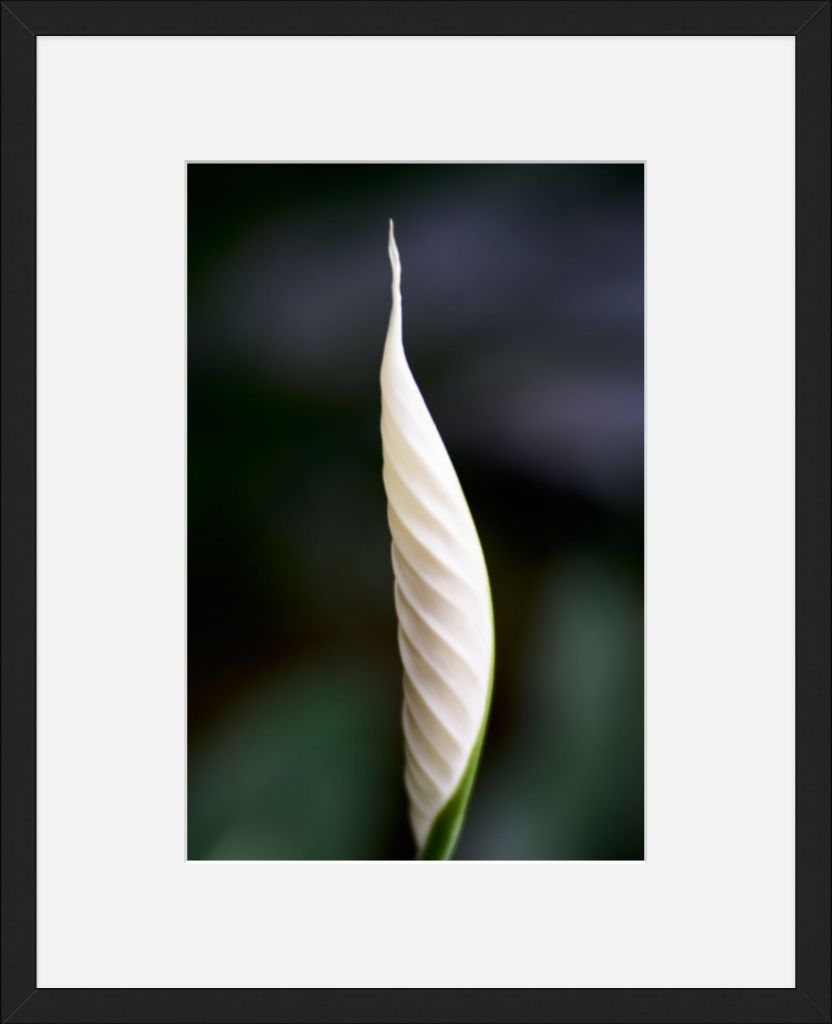 Peace Lily No. 01