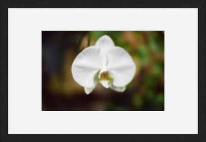 Moth Orchid No. 02