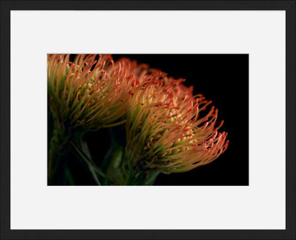 Pincushion Protea No. 01