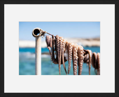 Octopus Drying in the Sun