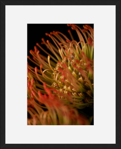 Pincushion Protea No. 05