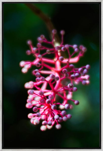 Medinilla Speciosa No. 01