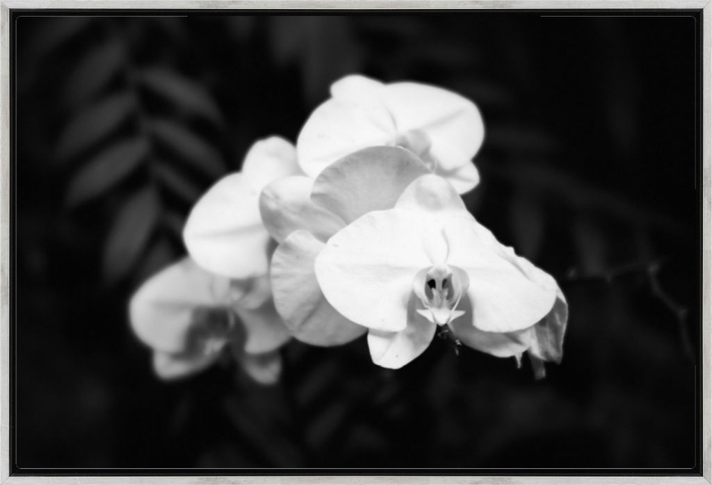 Moth Orchid No. 01