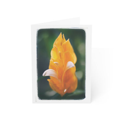 "Pachystachys Lutea No. 01" 5x7 Greeting Cards (10pcs)