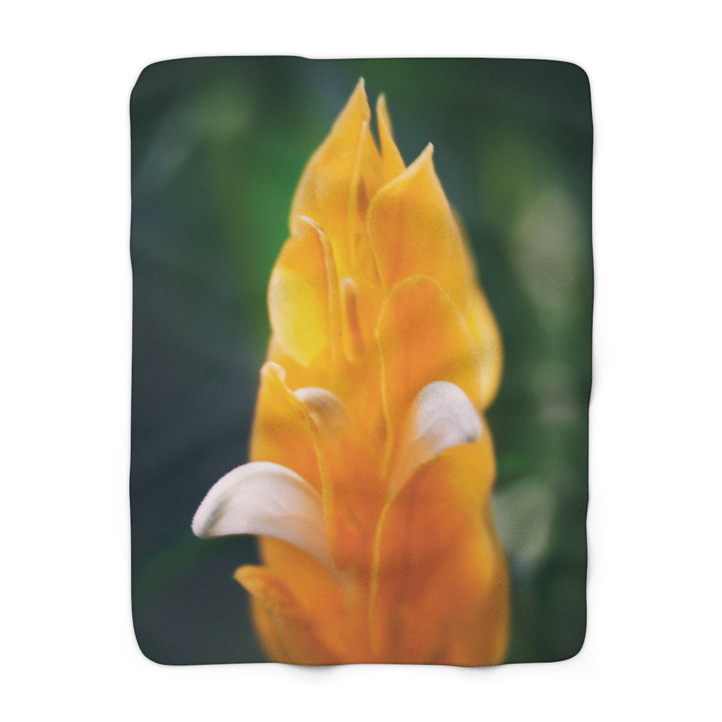 "Pachystachys Lutea No. 01" Sherpa Fleece Blanket