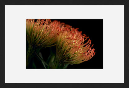 Pincushion Protea No. 01