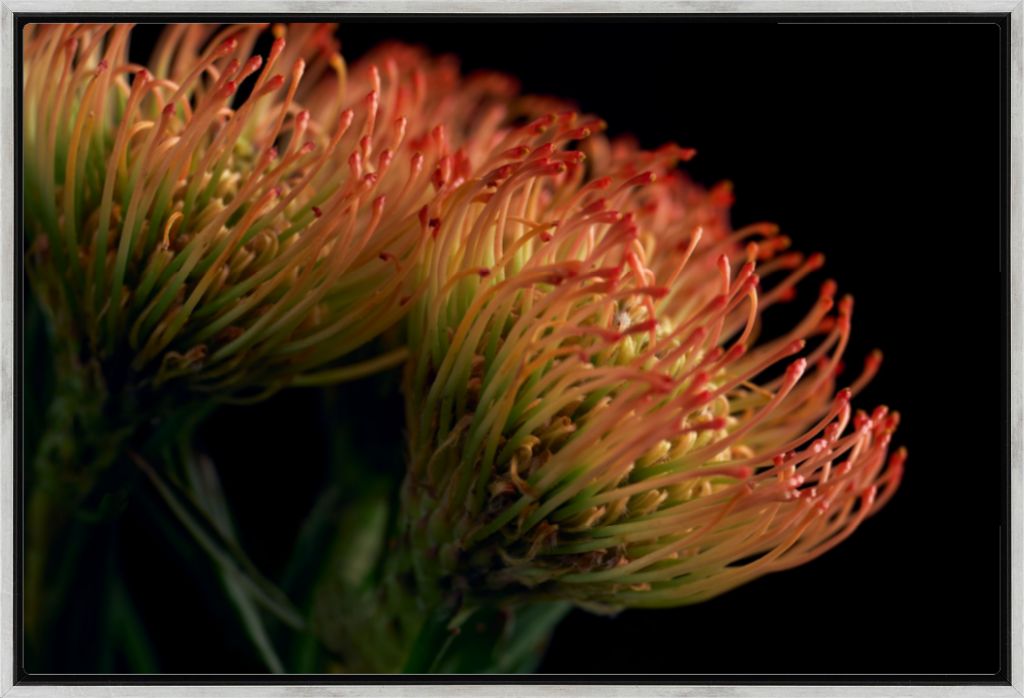 Pincushion Protea No. 01