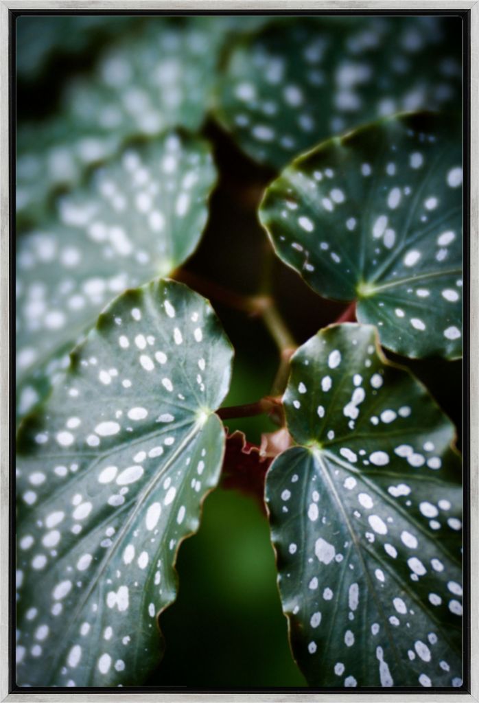 Angel Wing Begonia No. 01