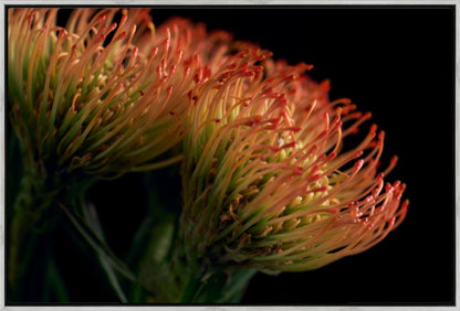 Pincushion Protea No. 01