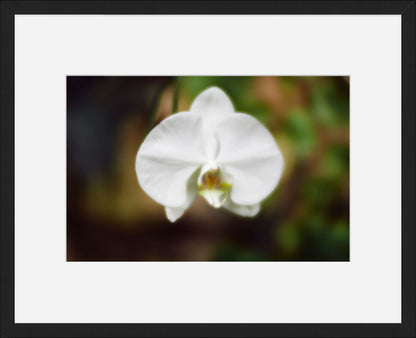 Moth Orchid No. 02