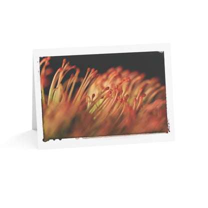 "Pincushion Protea No. 02" 5x7 Greeting Cards (10pcs)