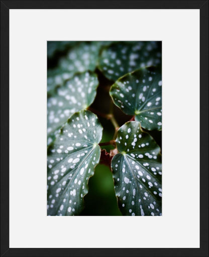 Angel Wing Begonia No. 01