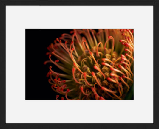 Pincushion Protea No. 03