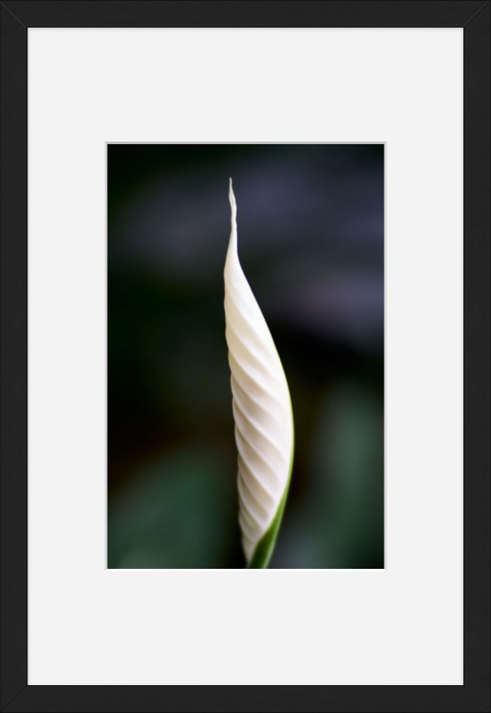 Peace Lily No. 01