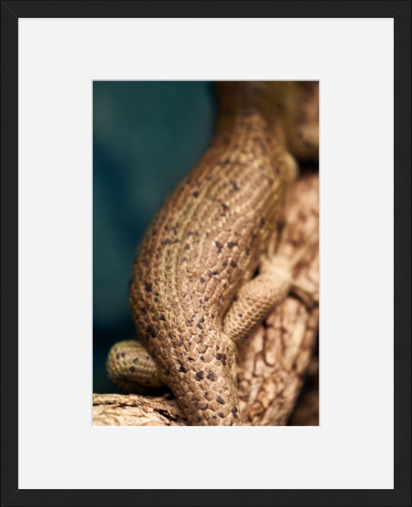 Reptile on a Branch