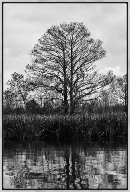 Swamp Tree No. 01