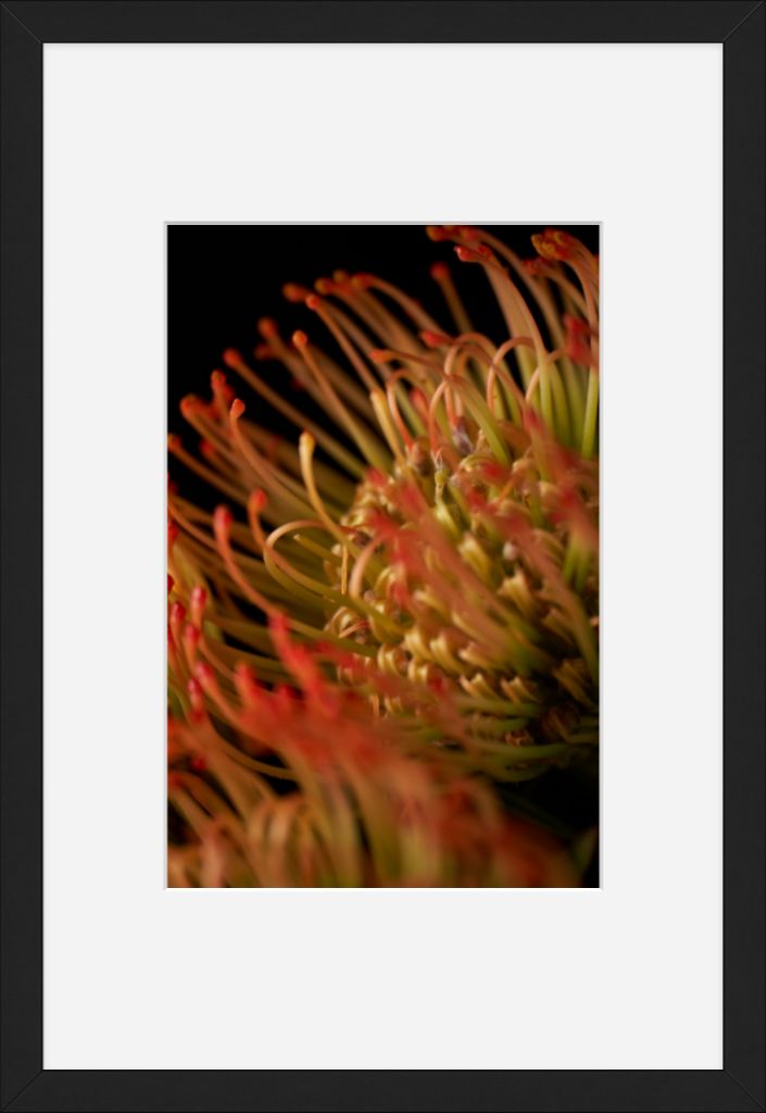 Pincushion Protea No. 05