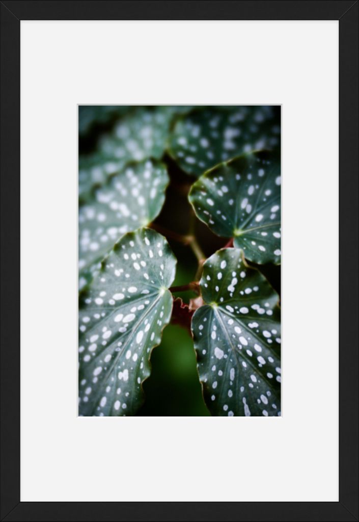 Angel Wing Begonia No. 01