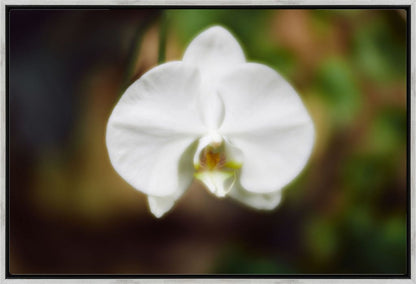 Moth Orchid No. 02