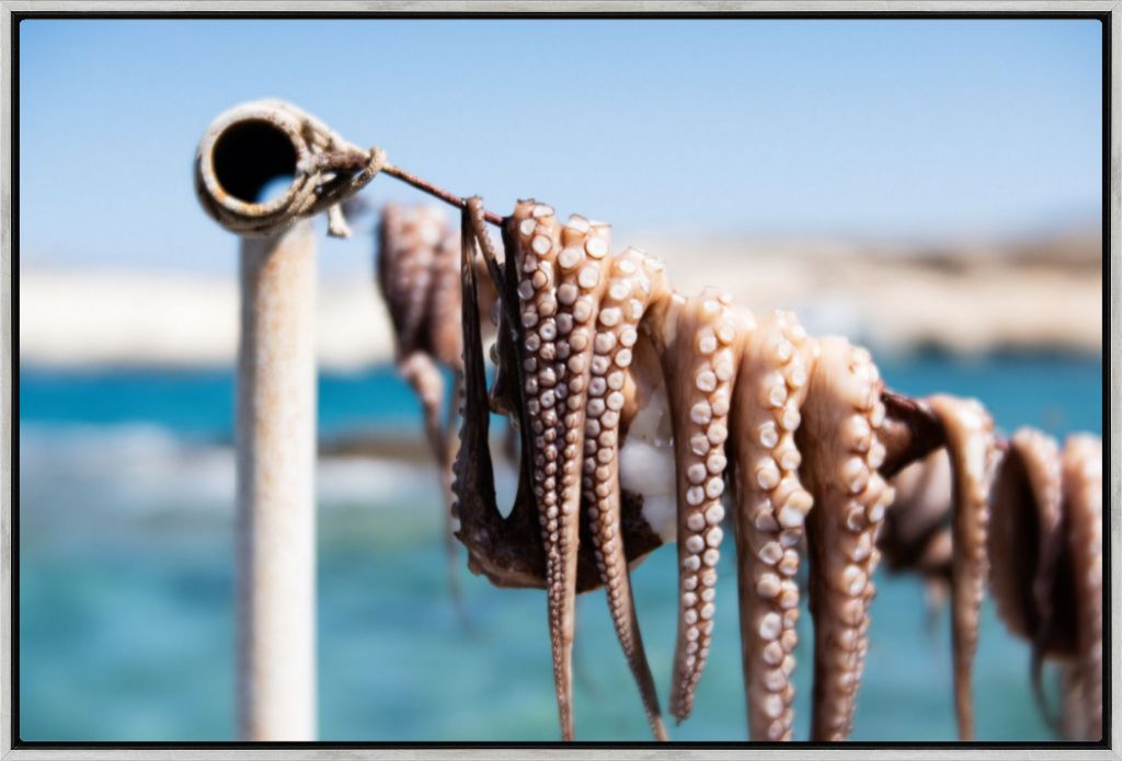 Octopus Drying in the Sun