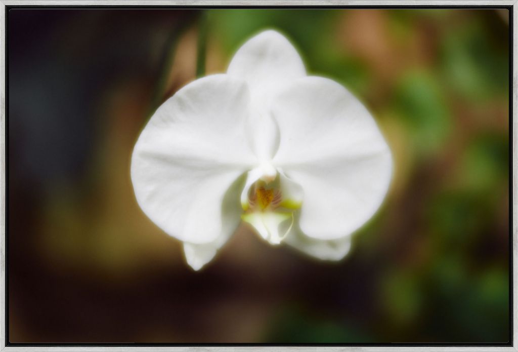 Moth Orchid No. 02