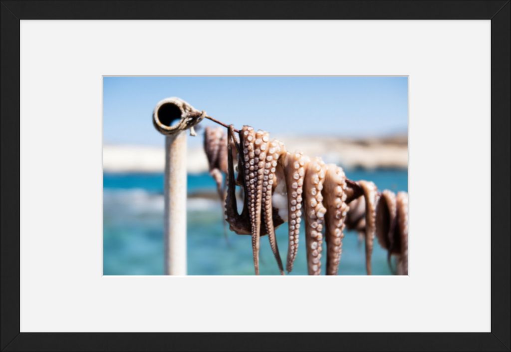 Octopus Drying in the Sun