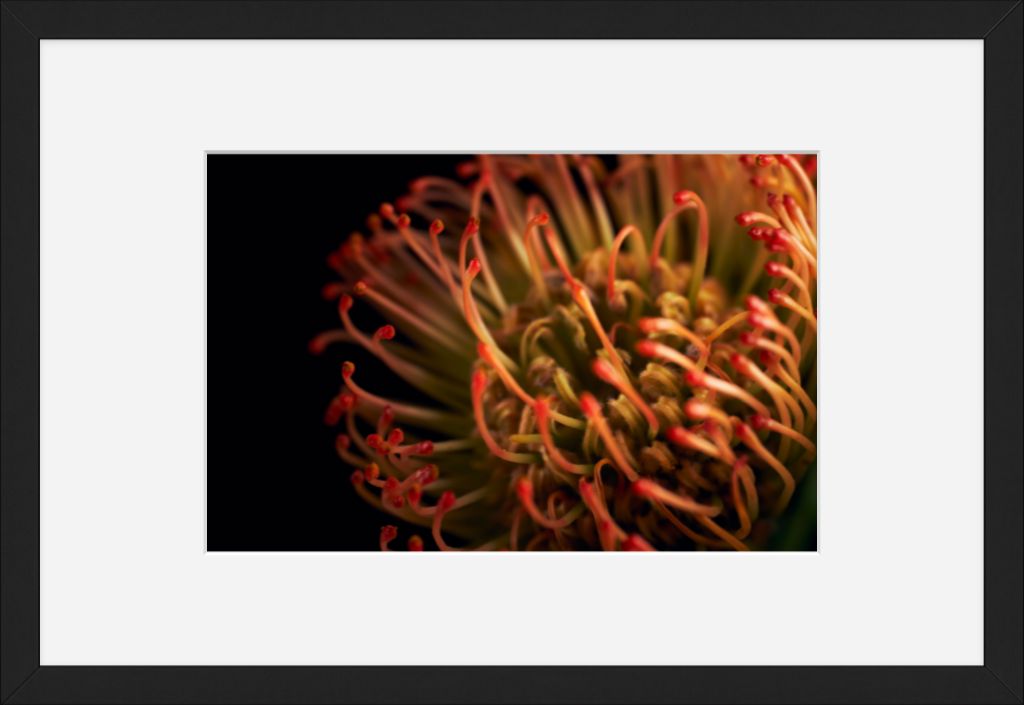 Pincushion Protea No. 03