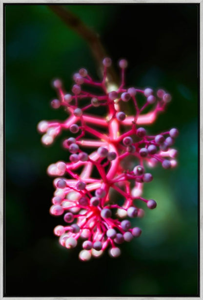 Medinilla Speciosa No. 01