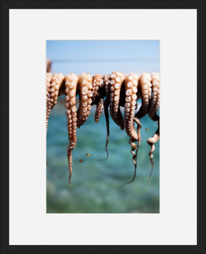 Wasps Feeding on Octopus