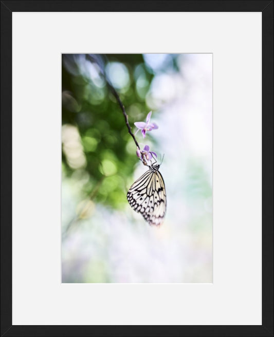 Butterfly No. 04