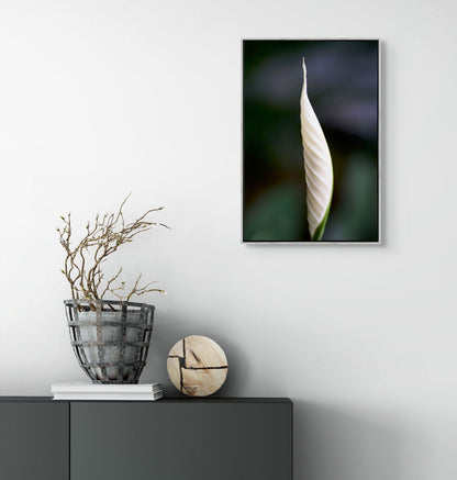 Peace Lily No. 01