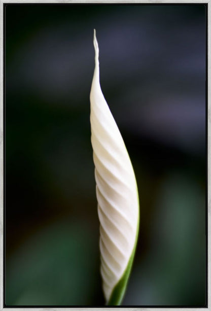 Peace Lily No. 01