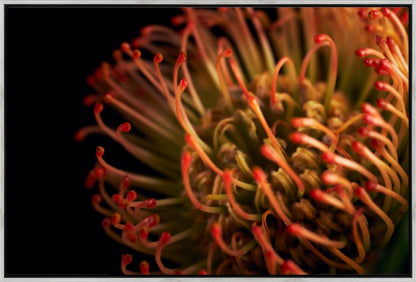 Pincushion Protea No. 03