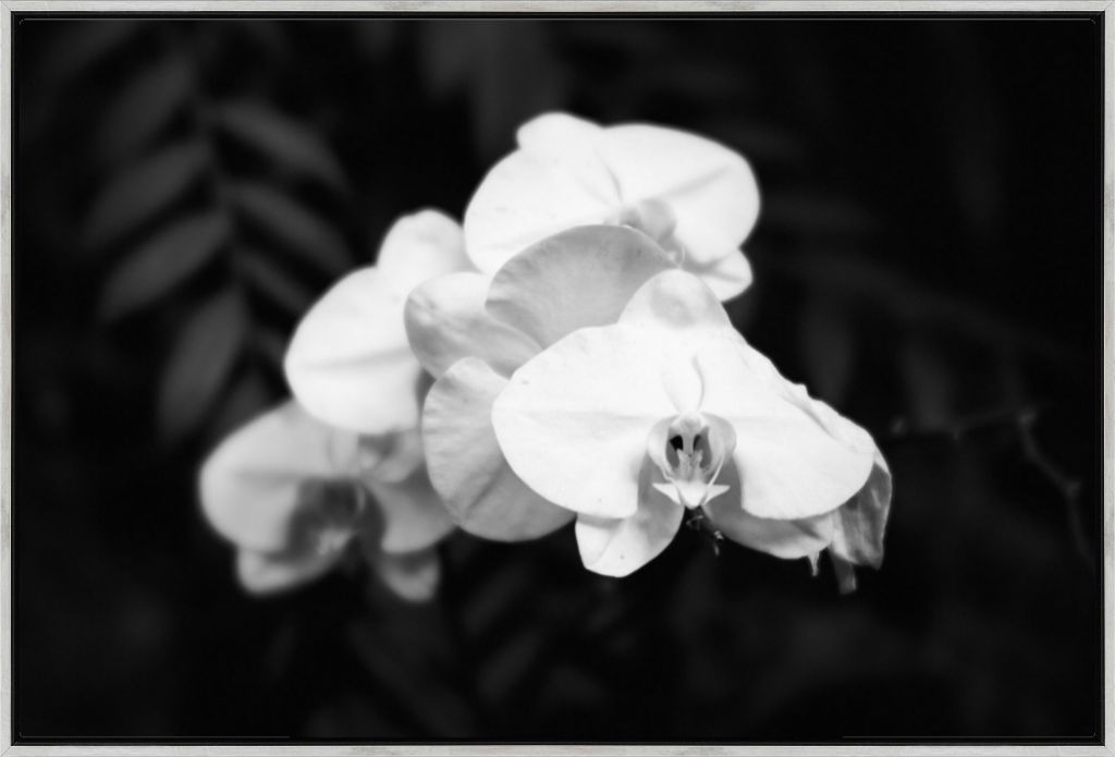 Moth Orchid No. 01