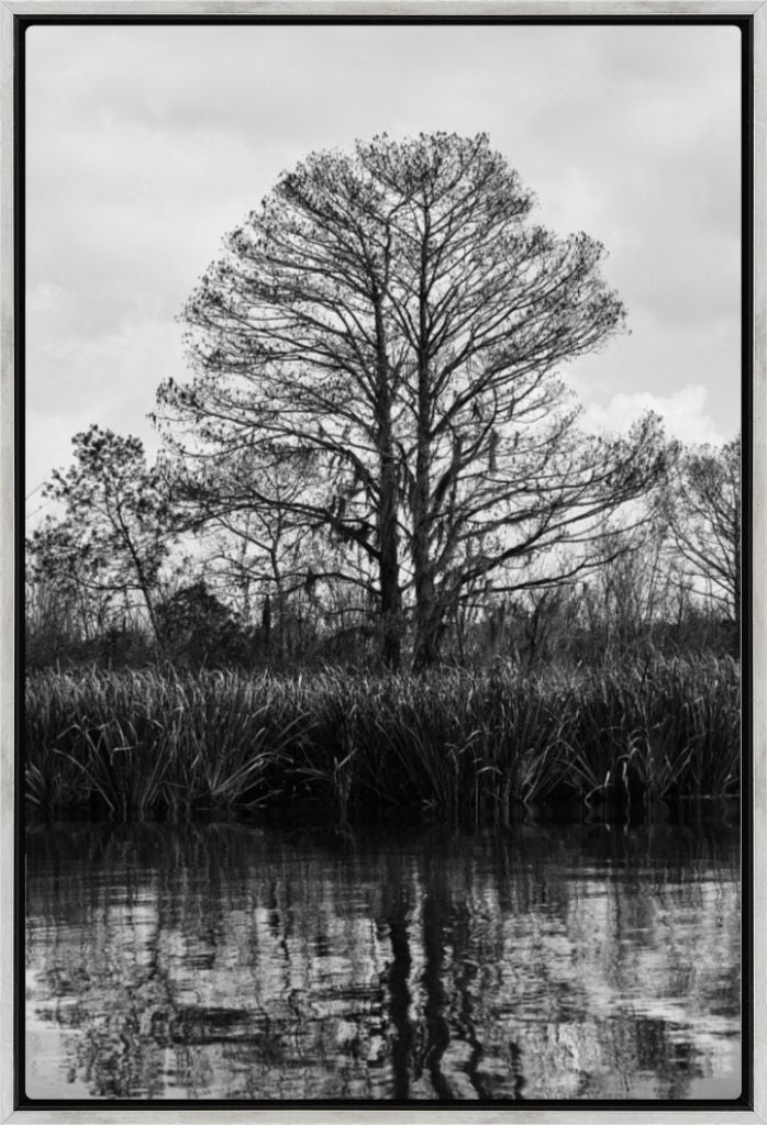 Swamp Tree No. 01