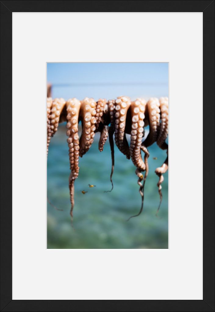 Wasps Feeding on Octopus